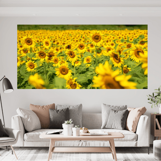 Girasoli