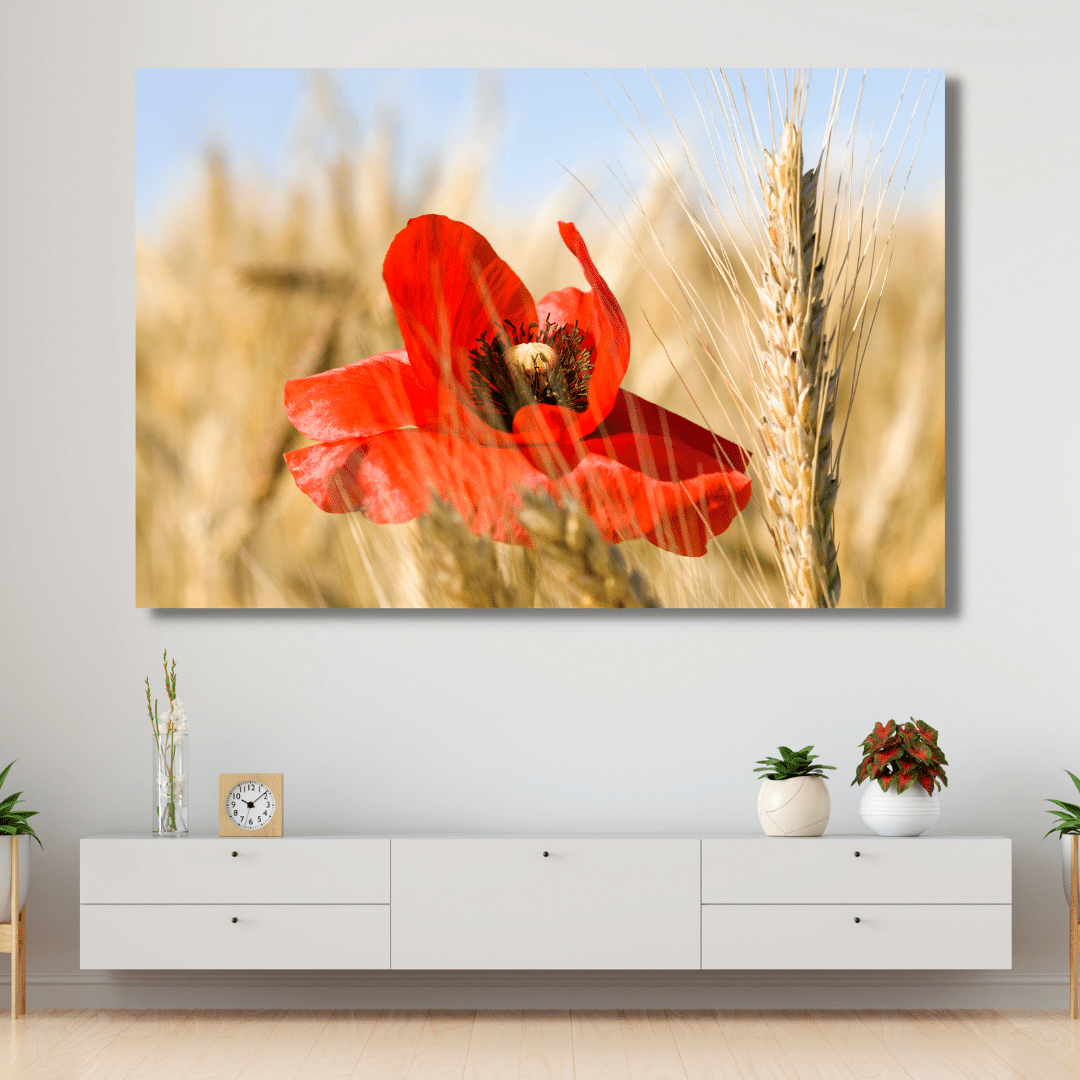 Poppy in wheat