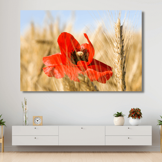 Poppy in wheat