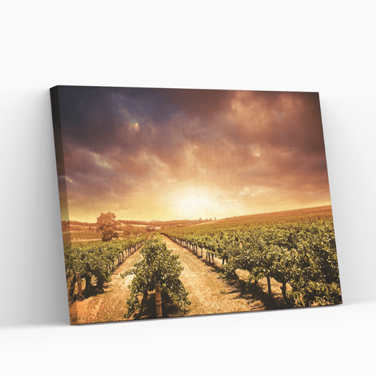 Tramonto sul Vigneto