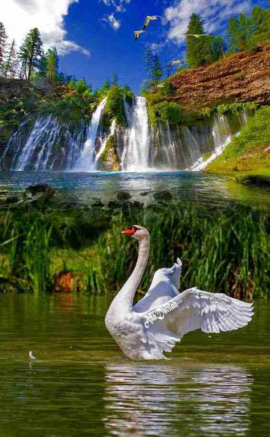 Cigno in Cascata