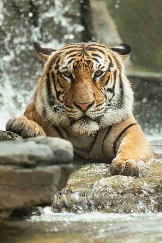 Tigre in Acqua